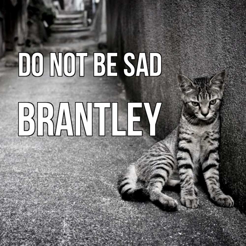 Greetings card с именем, Brantley Do not be sad скучающий котик Greetings with text for free download 