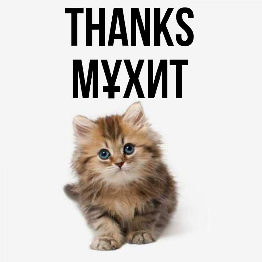 Greetings card с именем, МҰХИТ Thanks пушистый котик Greetings with text for free download 