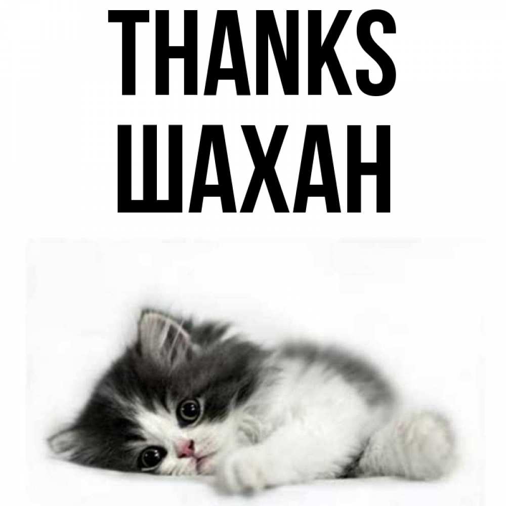 Greetings card с именем, ШАХАН Thanks черный и белый кот Greetings with text for free download 