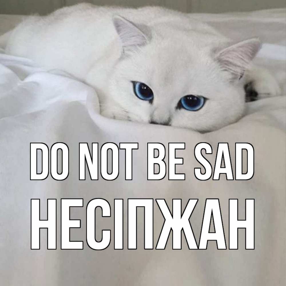Greetings card с именем, НЕСІПЖАН Do not be sad белый кот с голубыми глазами на белоснежной кровати Greetings with text for free download 