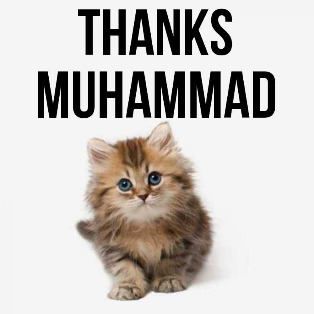 Greetings card с именем, Muhammad Thanks пушистый котик Greetings with text for free download 