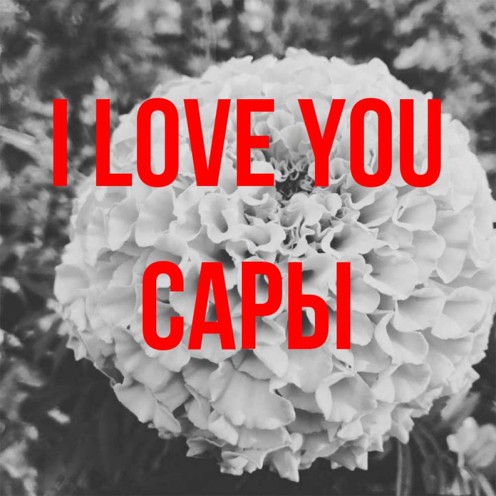 Greetings card с именем, САРЫ I love you подпись Greetings with text for free download 