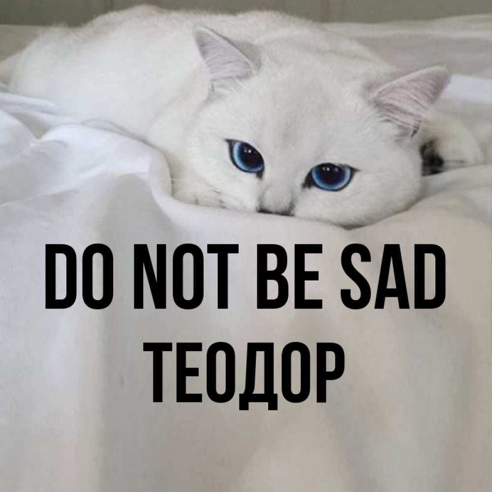 Greetings card с именем, Теодор Do not be sad Голубоглазая кошка Greetings with text for free download 