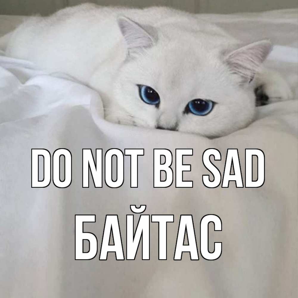 Greetings card с именем, Байтас Do not be sad белый кот с голубыми глазами на белоснежной кровати Greetings with text for free download 