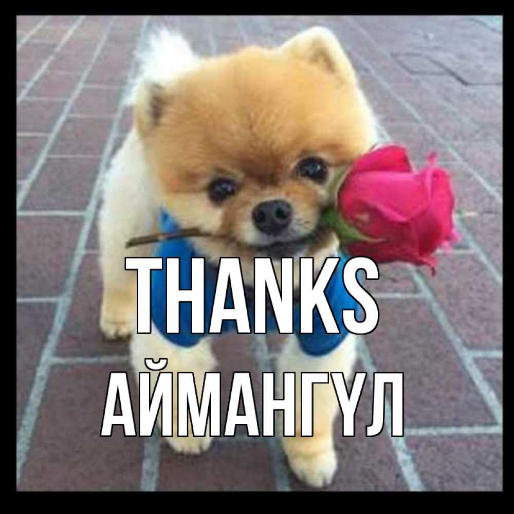 Greetings card с именем, Аймангүл Thanks спасибо и дарю тебе цветок Greetings with text for free download 