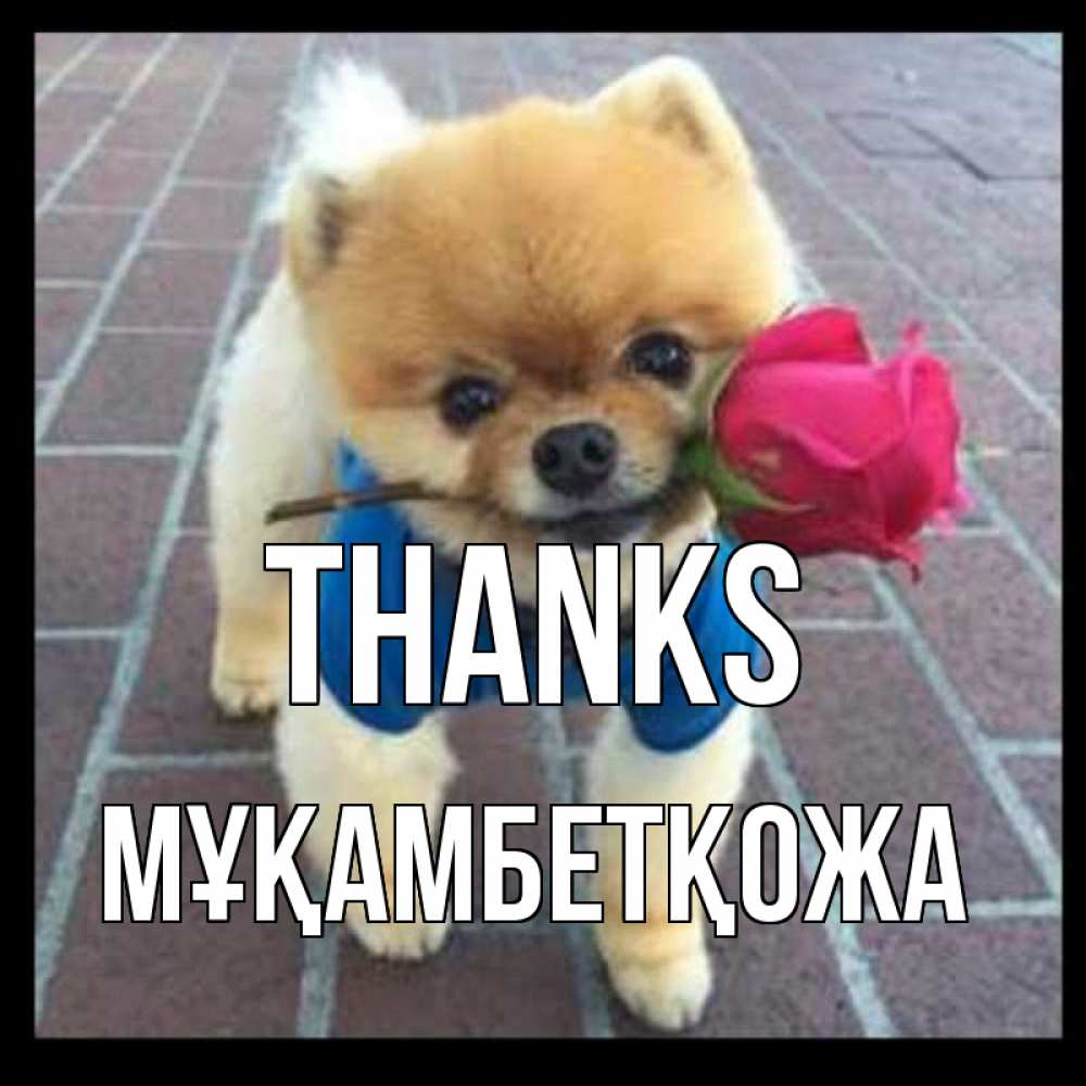 Greetings card с именем, Мұқамбетқожа Thanks спасибо и дарю тебе цветок Greetings with text for free download 