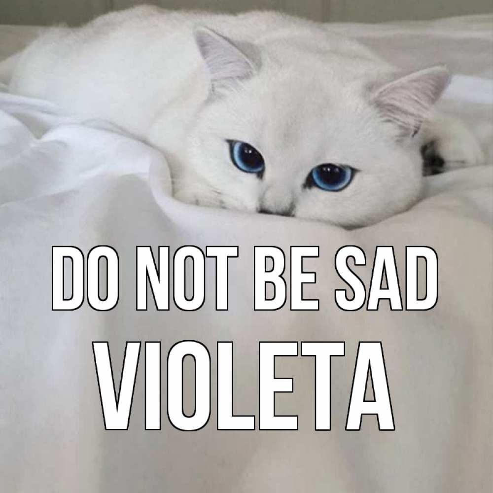 Greetings card с именем, Violeta Do not be sad белый кот с голубыми глазами на белоснежной кровати Greetings with text for free download 