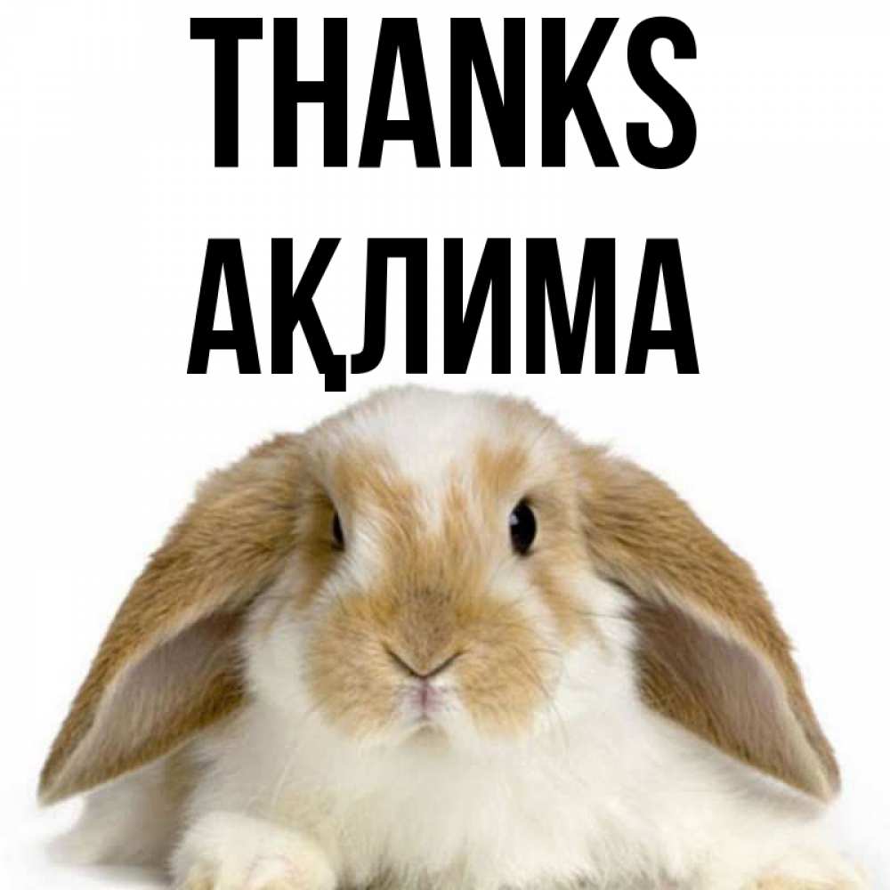 Greetings card с именем, АҚЛИМА Thanks коричнево белый заяц Greetings with text for free download 