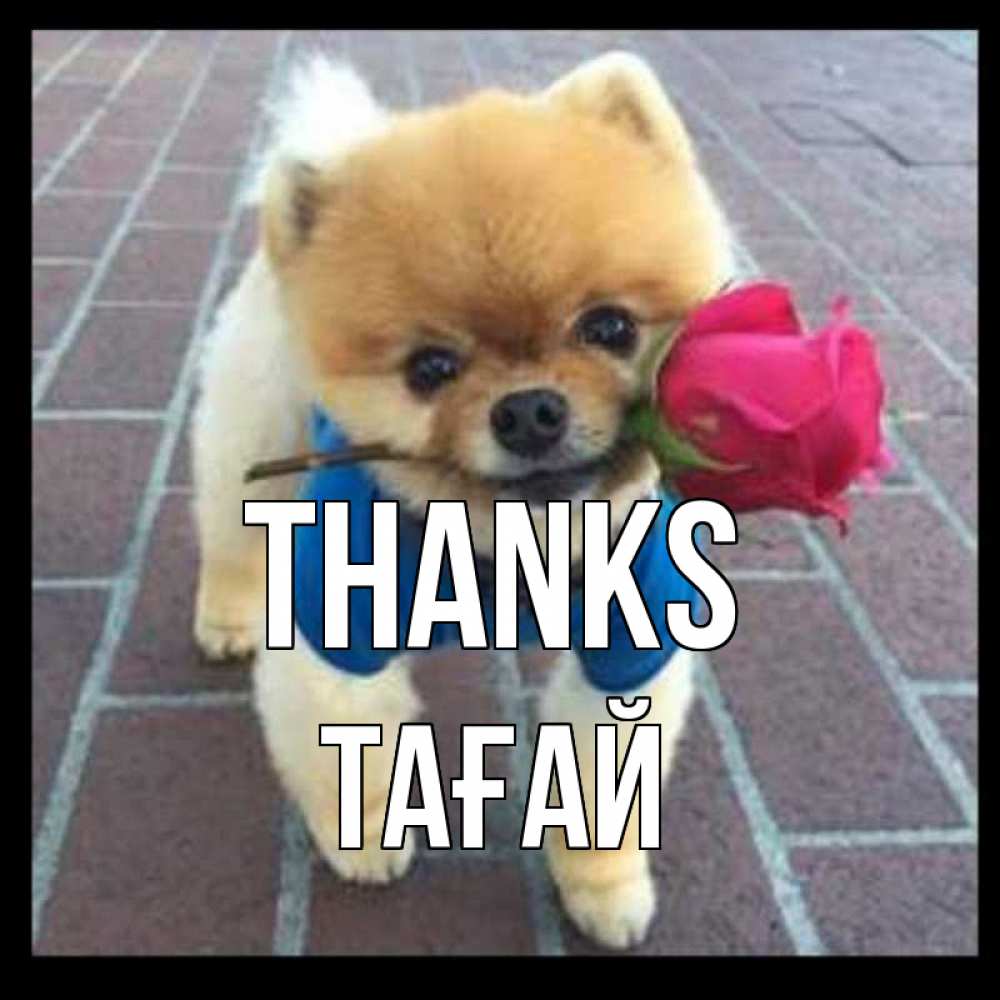 Greetings card с именем, ТАҒАЙ Thanks спасибо и дарю тебе цветок Greetings with text for free download 