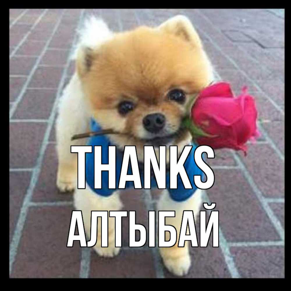 Greetings card с именем, Алтыбай Thanks спасибо и дарю тебе цветок Greetings with text for free download 