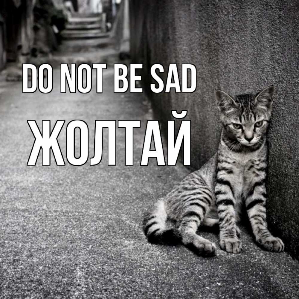 Greetings card с именем, Жолтай Do not be sad скучающий котик Greetings with text for free download 