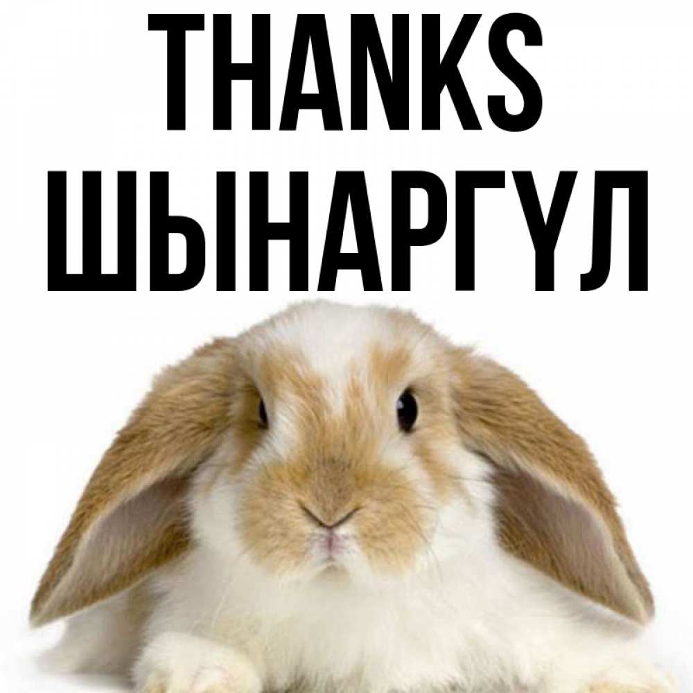 Greetings card с именем, ШЫНАРГҮЛ Thanks коричнево белый заяц Greetings with text for free download 