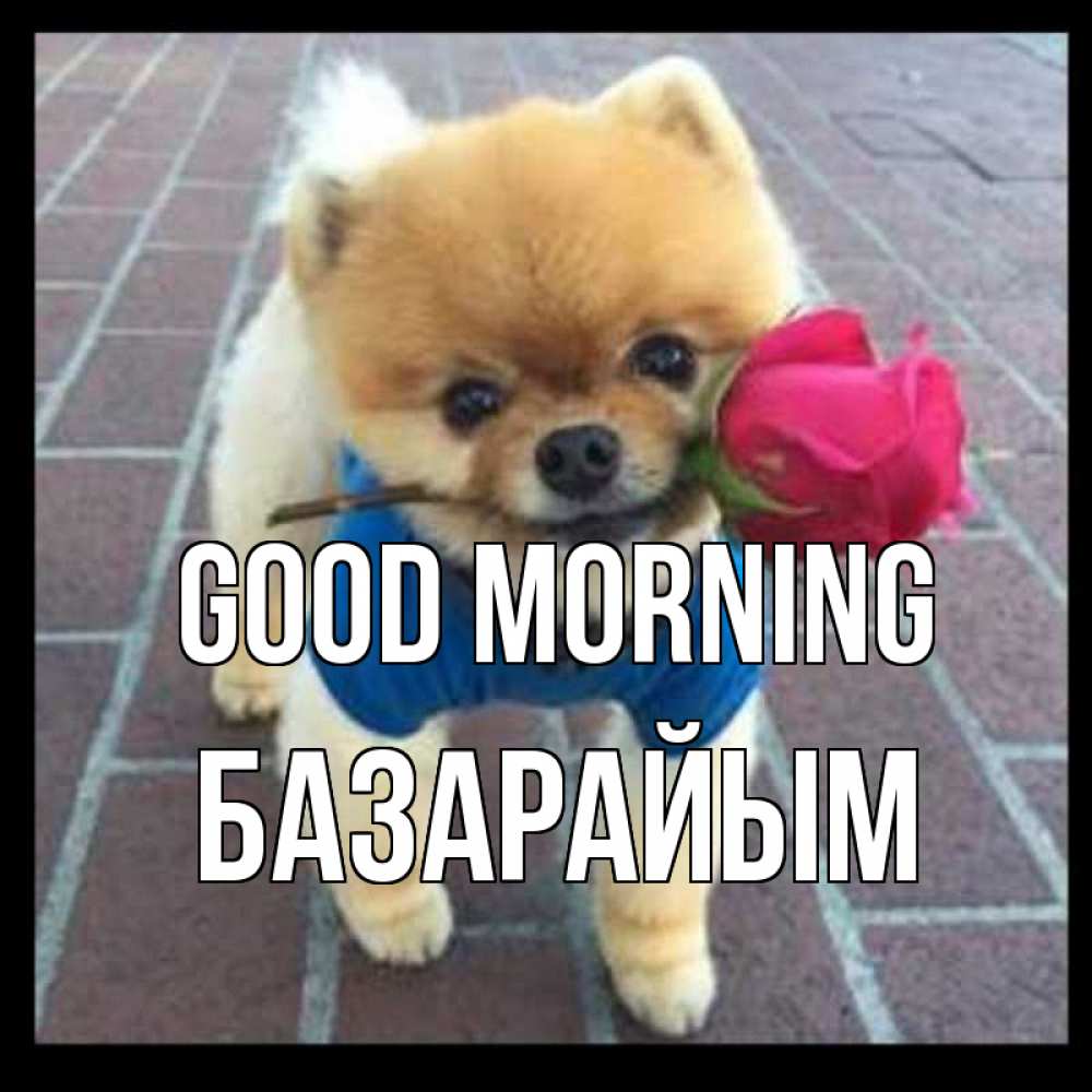 Greetings card с именем, БАЗАРАЙЫМ Good morning роза в зубах Greetings with text for free download 