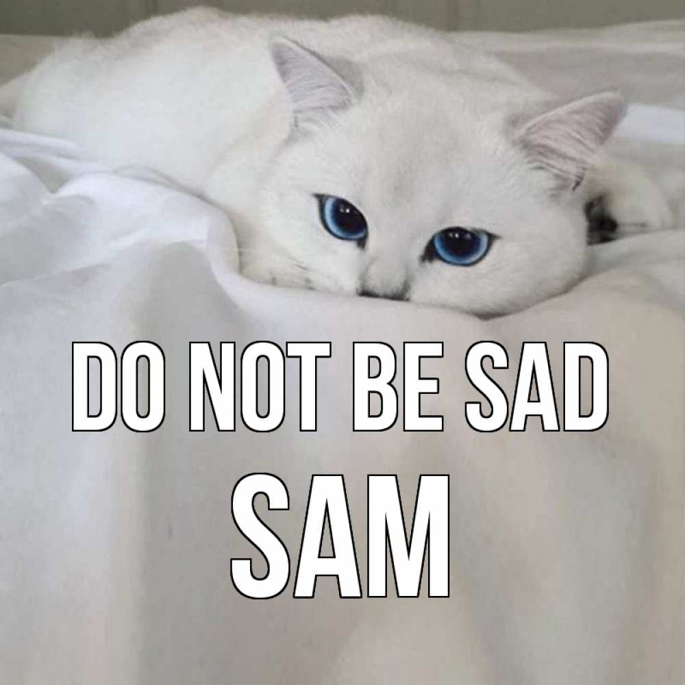 Greetings card с именем, Sam Do not be sad белый кот с голубыми глазами на белоснежной кровати Greetings with text for free download 