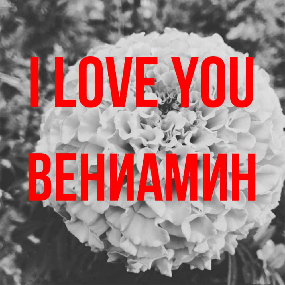 Greetings card с именем, Вениамин I love you подпись Greetings with text for free download 