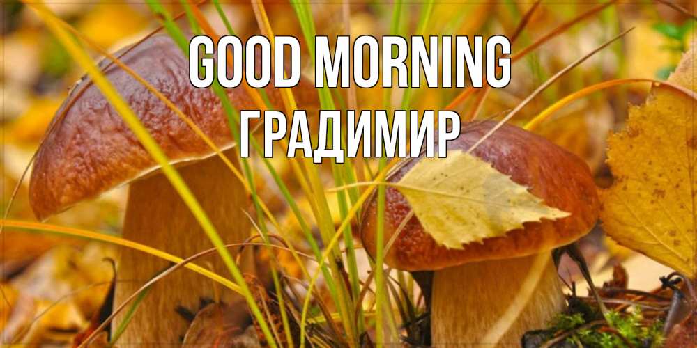 Greetings card с именем, Градимир Good morning осенние грибы Greetings with text for free download 