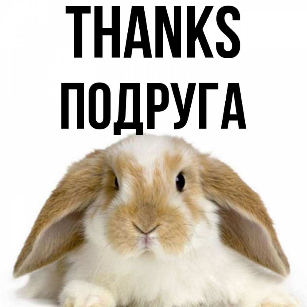 Greetings card с именем, Подруга Thanks коричнево белый заяц Greetings with text for free download 