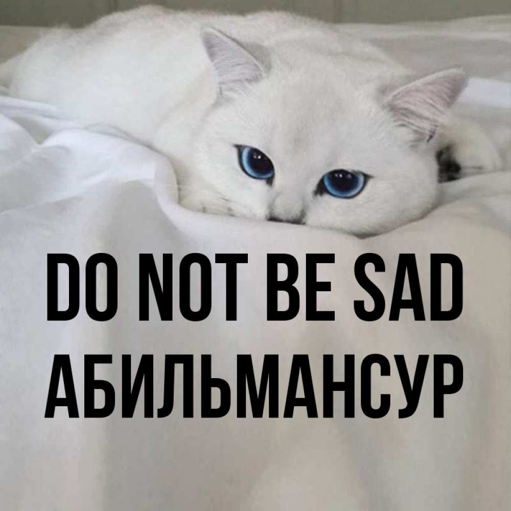 Greetings card с именем, Абильмансур Do not be sad Голубоглазая кошка Greetings with text for free download 