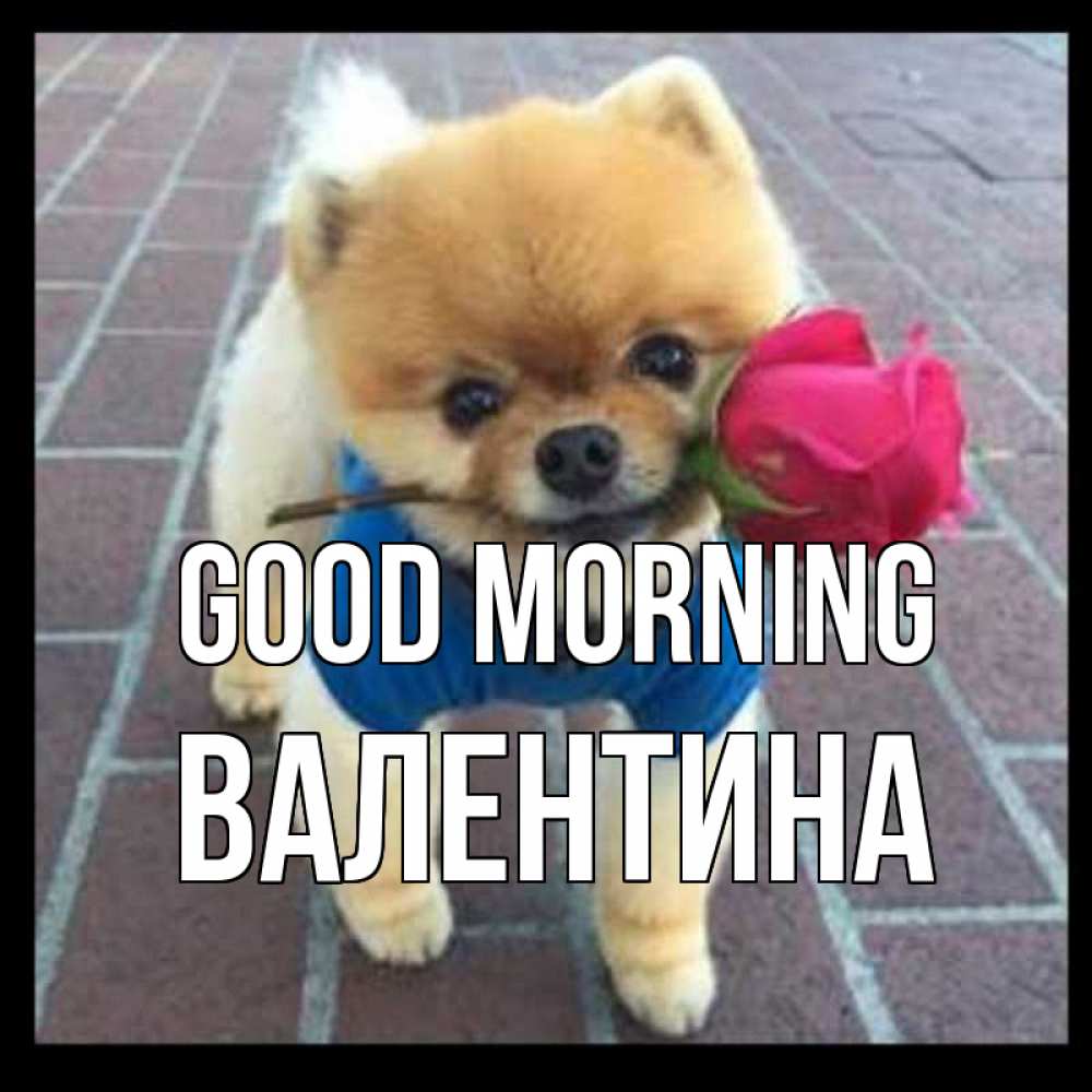 Greetings card с именем, Валентина Good morning роза в зубах Greetings with text for free download 