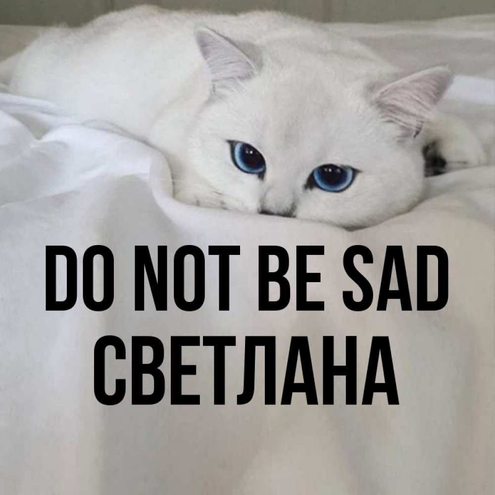 Greetings card с именем, Светлана Do not be sad Голубоглазая кошка Greetings with text for free download 