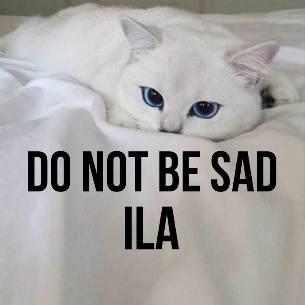 Greetings card с именем, Ila Do not be sad Голубоглазая кошка Greetings with text for free download 