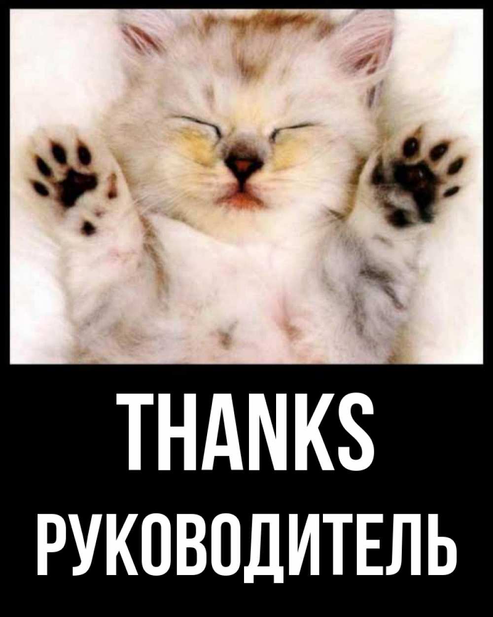 Greetings card с именем, Руководитель Thanks маленький котенок Greetings with text for free download 