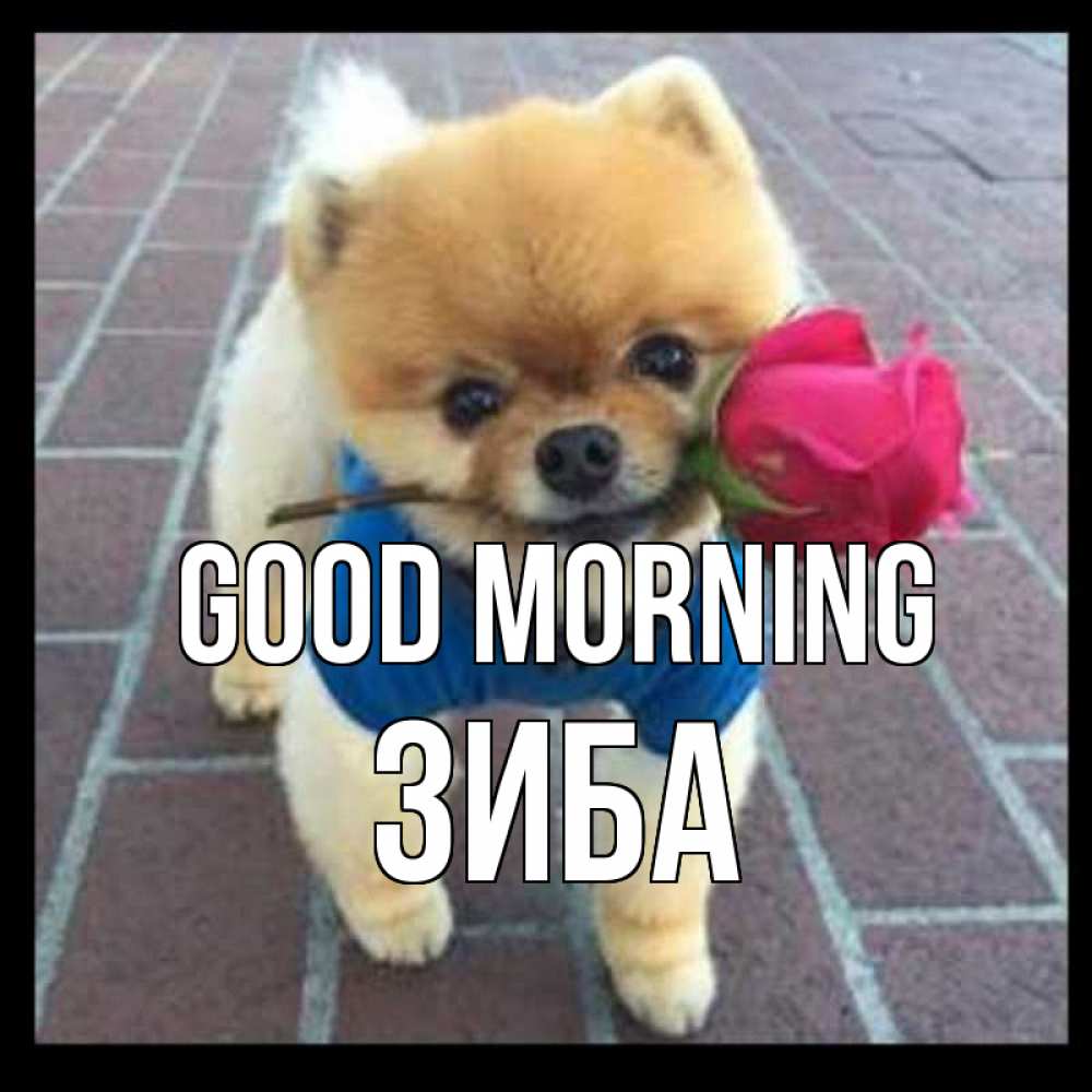 Greetings card с именем, ЗИБА Good morning роза в зубах Greetings with text for free download 