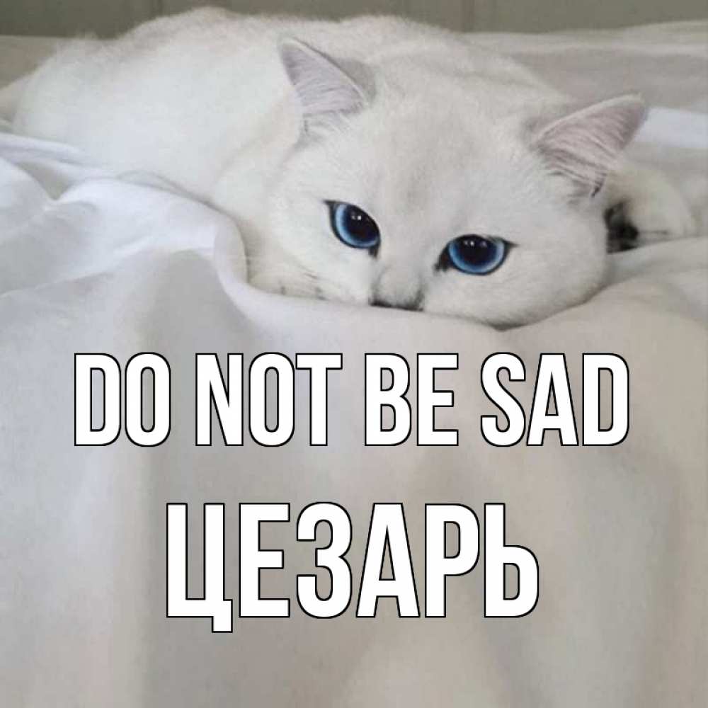 Greetings card с именем, Цезарь Do not be sad белый кот с голубыми глазами на белоснежной кровати Greetings with text for free download 