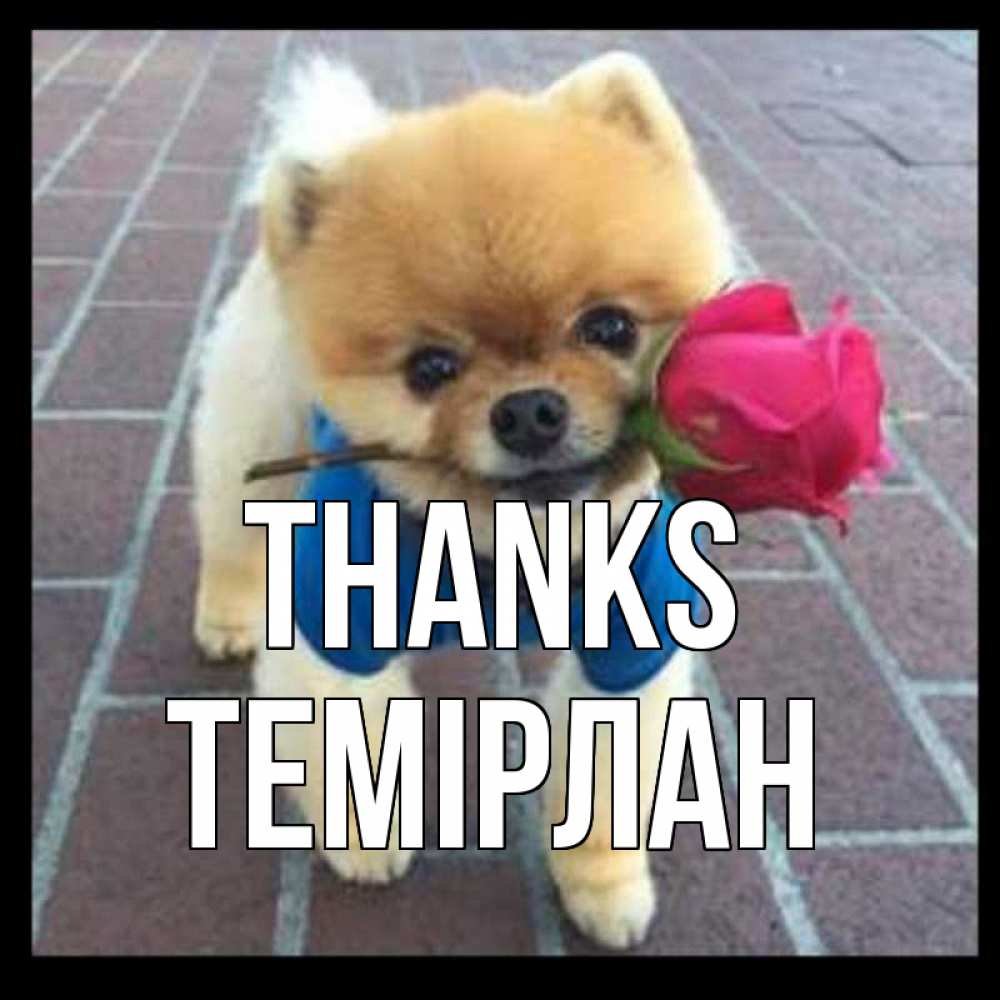 Greetings card с именем, ТЕМІРЛАН Thanks спасибо и дарю тебе цветок Greetings with text for free download 
