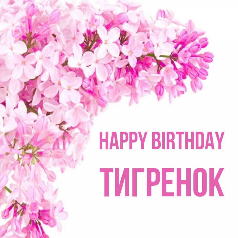 Greetings card с именем, Тигренок Happy Birthday Сирень на белом фоне Greetings with text for free download 