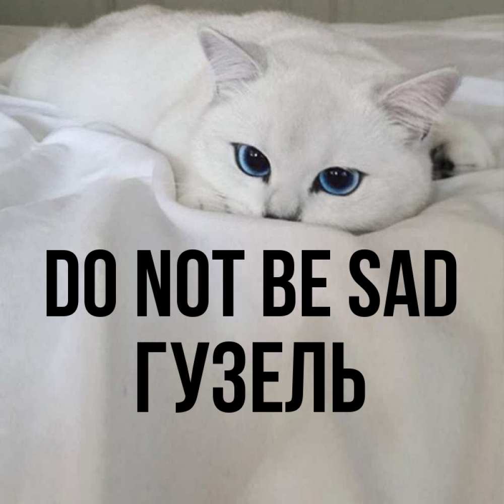 Greetings card с именем, Гузель Do not be sad Голубоглазая кошка Greetings with text for free download 