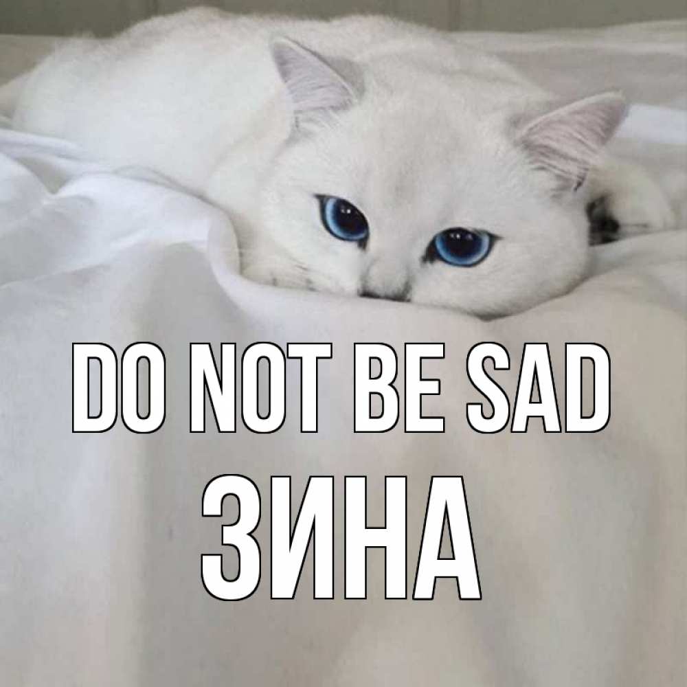 Greetings card с именем, Зина Do not be sad белый кот с голубыми глазами на белоснежной кровати Greetings with text for free download 