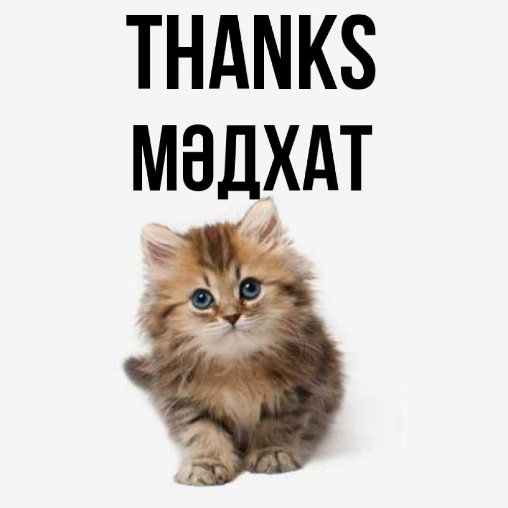 Greetings card с именем, МӘДХАТ Thanks пушистый котик Greetings with text for free download 