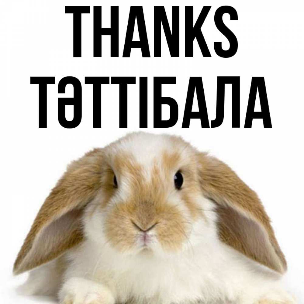 Greetings card с именем, ТӘТТІБАЛА Thanks коричнево белый заяц Greetings with text for free download 