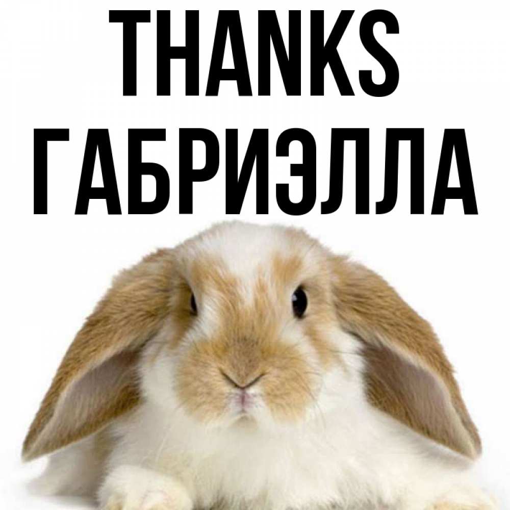 Greetings card с именем, Габриэлла Thanks коричнево белый заяц Greetings with text for free download 