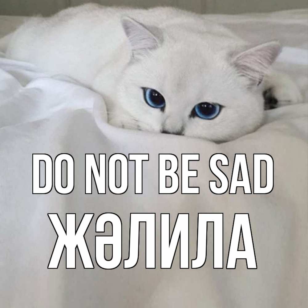 Greetings card с именем, ЖӘЛИЛА Do not be sad белый кот с голубыми глазами на белоснежной кровати Greetings with text for free download 