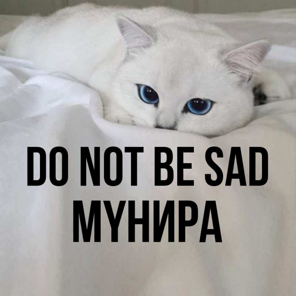 Greetings card с именем, МҮНИРА Do not be sad Голубоглазая кошка Greetings with text for free download 