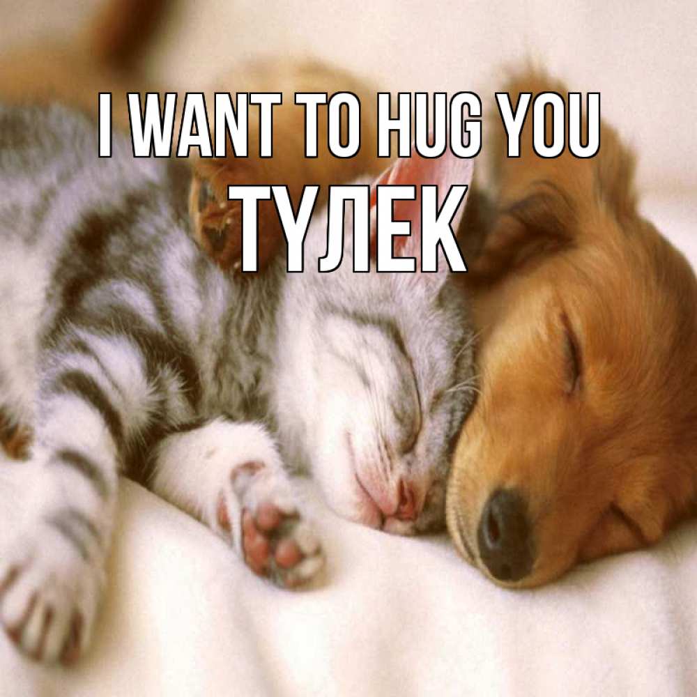 Greetings card с именем, ТҮЛЕК I want to hug you пес и котенок Greetings with text for free download 