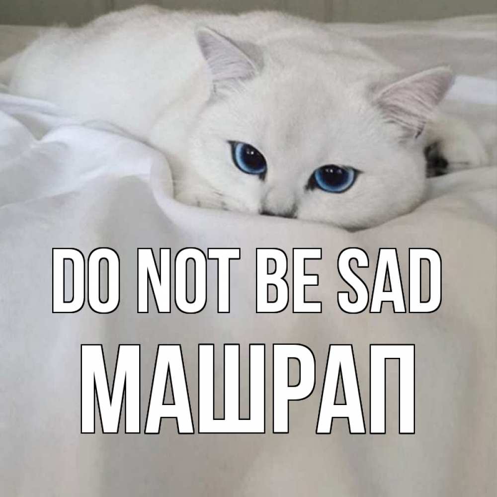 Greetings card с именем, МАШРАП Do not be sad белый кот с голубыми глазами на белоснежной кровати Greetings with text for free download 
