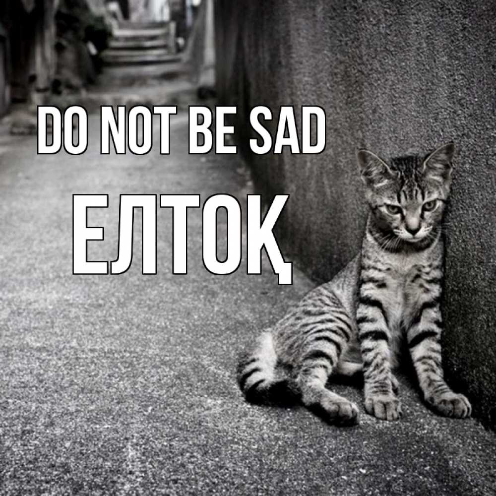 Greetings card с именем, Елтоқ Do not be sad скучающий котик Greetings with text for free download 