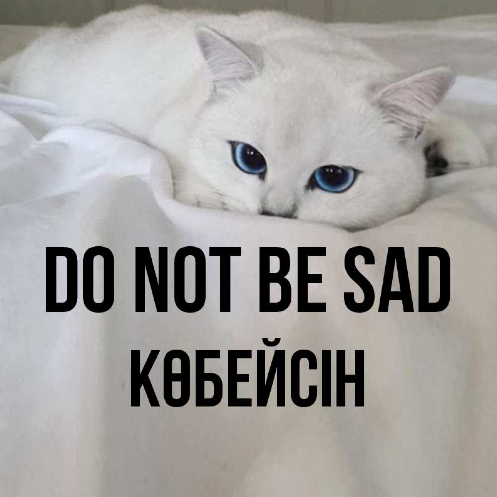 Greetings card с именем, Көбейсін Do not be sad Голубоглазая кошка Greetings with text for free download 