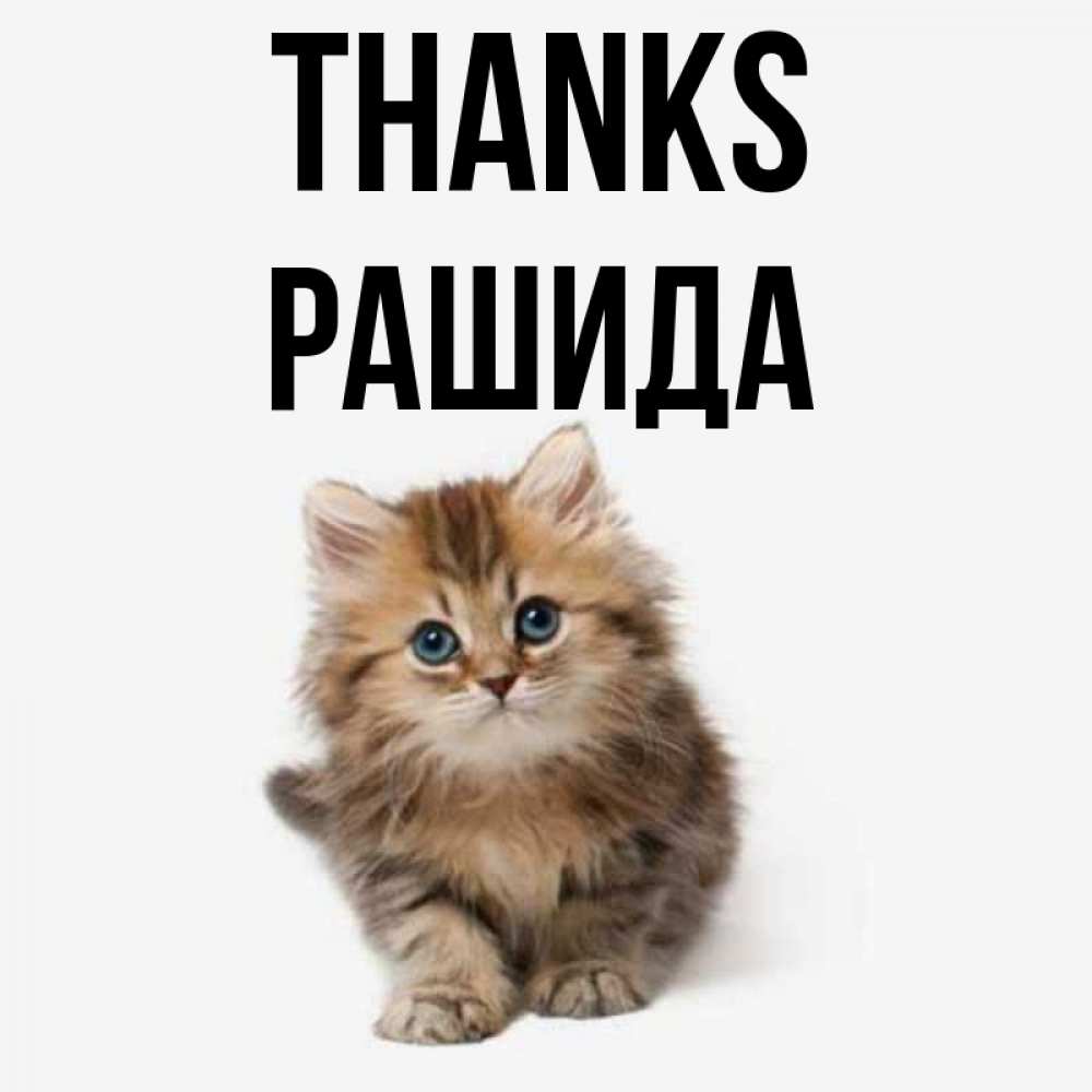 Greetings card с именем, РАШИДА Thanks пушистый котик Greetings with text for free download 