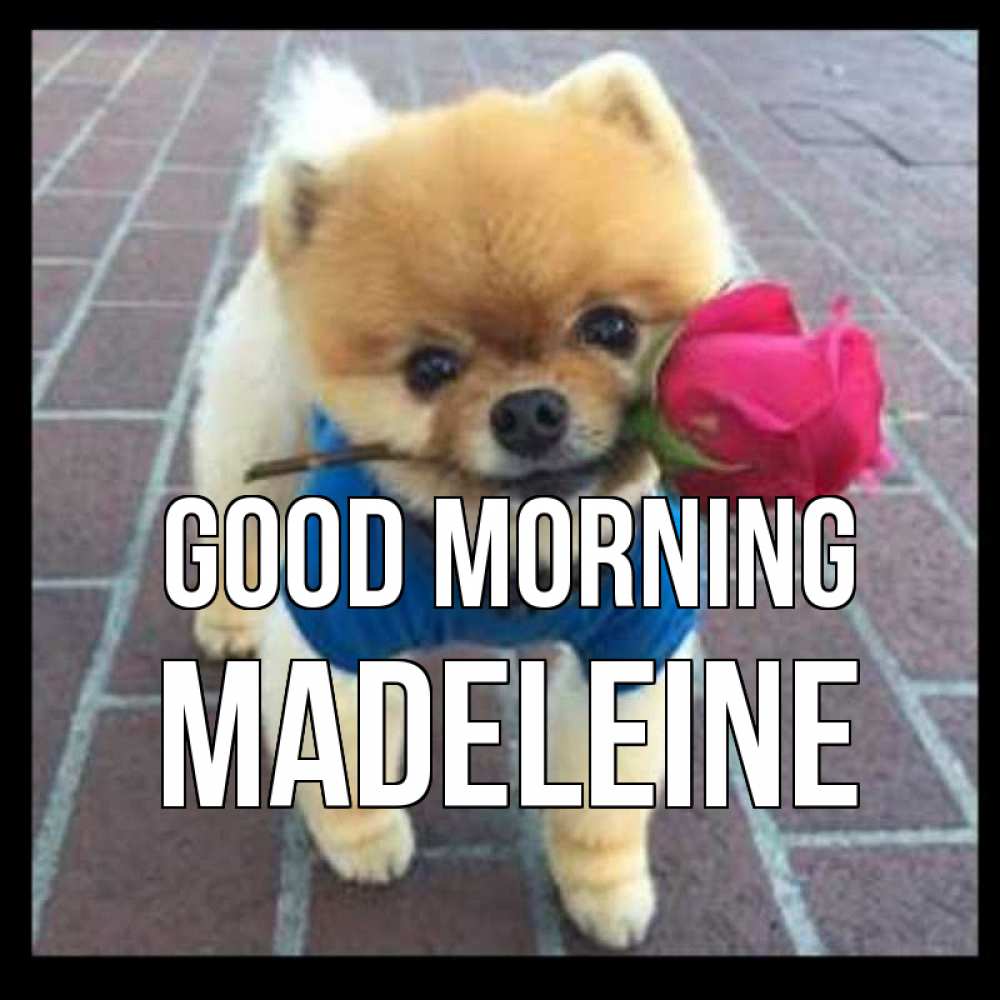 Greetings card с именем, Madeleine Good morning роза в зубах Greetings with text for free download 