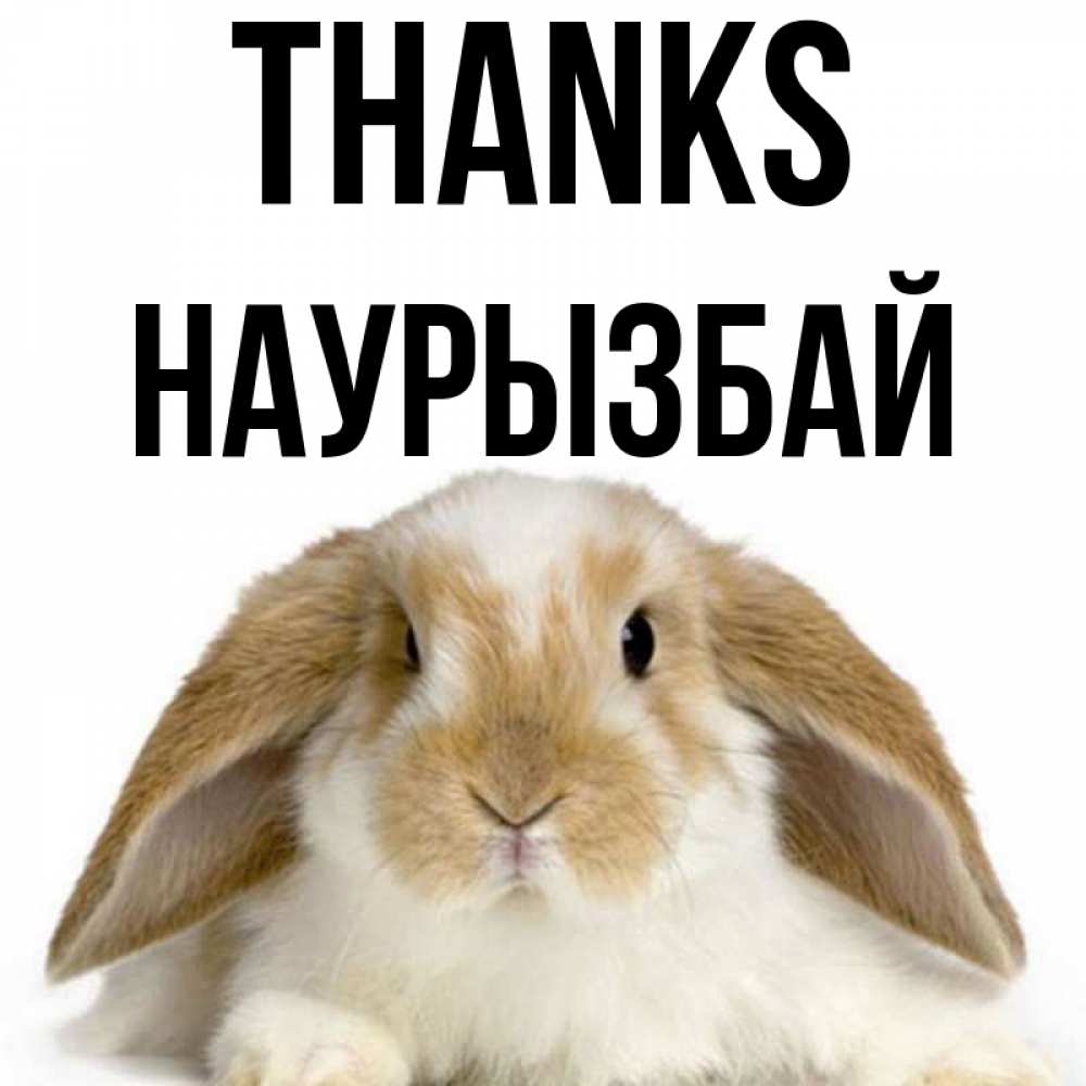 Greetings card с именем, Наурызбай Thanks коричнево белый заяц Greetings with text for free download 