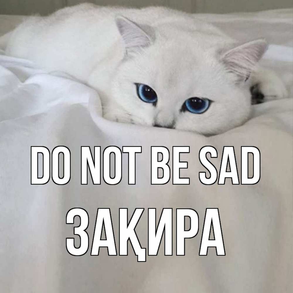 Greetings card с именем, ЗАҚИРА Do not be sad белый кот с голубыми глазами на белоснежной кровати Greetings with text for free download 