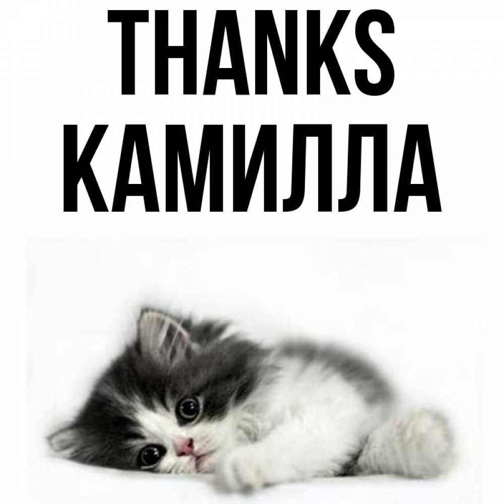 Greetings card с именем, Камилла Thanks черный и белый кот Greetings with text for free download 