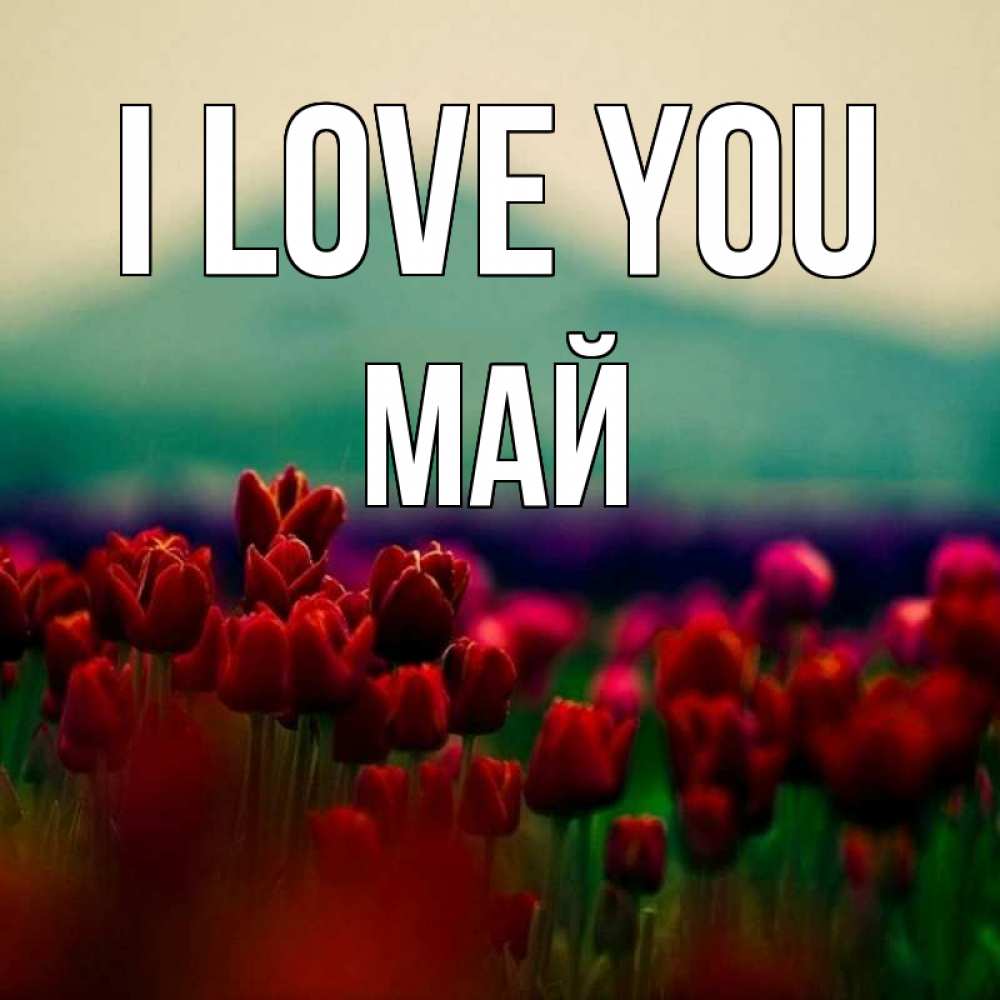 Greetings card с именем, Май I love you тюльпаны 4 Greetings with text for free download 