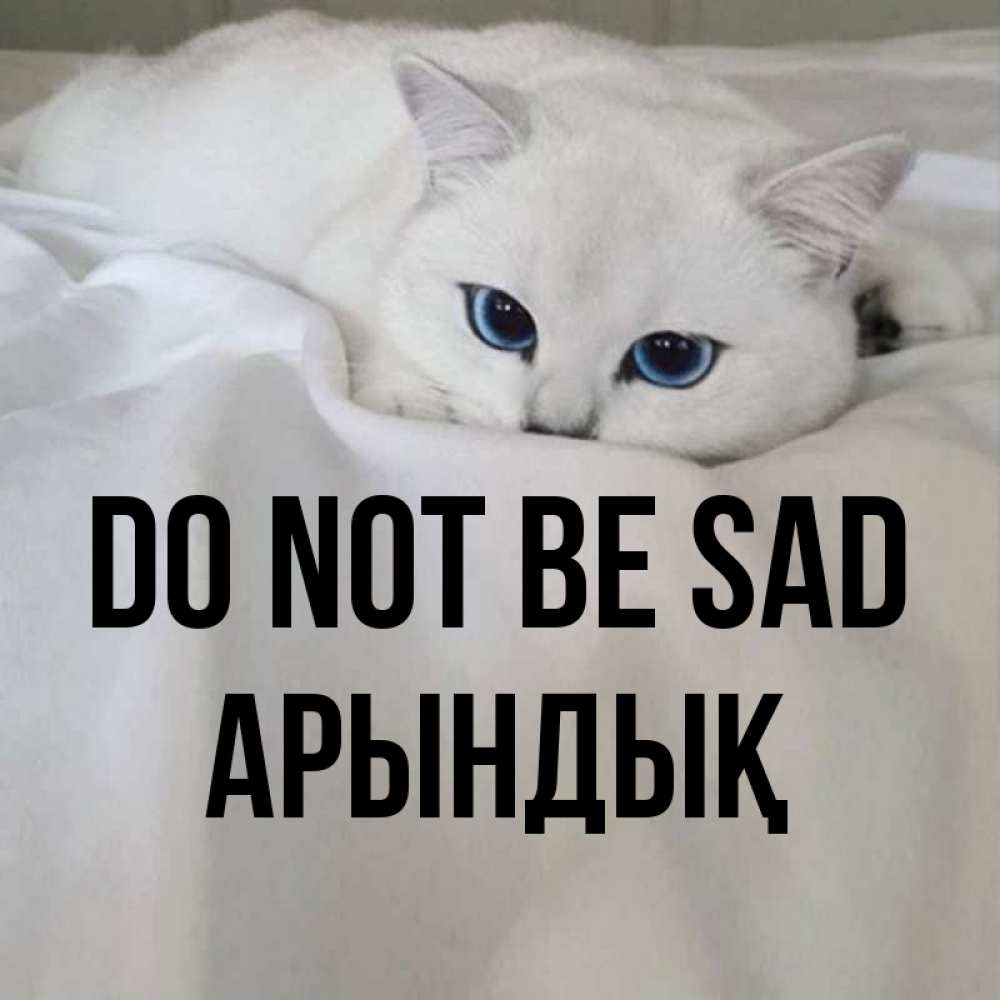 Greetings card с именем, Арындық Do not be sad Голубоглазая кошка Greetings with text for free download 