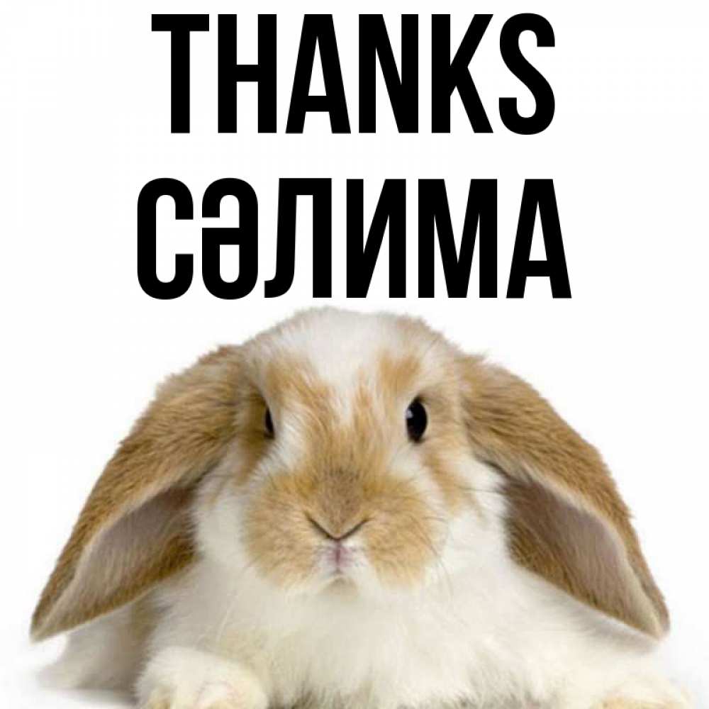 Greetings card с именем, СӘЛИМА Thanks коричнево белый заяц Greetings with text for free download 