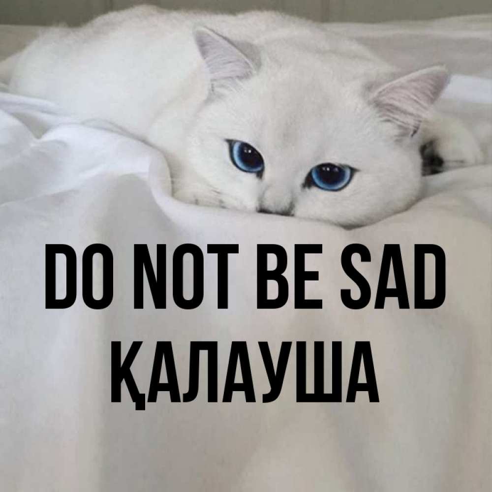 Greetings card с именем, Қалауша Do not be sad Голубоглазая кошка Greetings with text for free download 